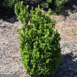 Boxwood – Baby Gem™ – #3 Container