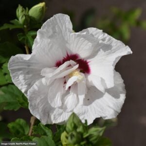 Rose Of Sharon – Bali™ – #3 Container