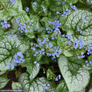 Bugloss (Brunnera Macrophylla) – Sea Heart – #1 Container