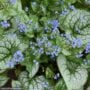 Bugloss (Brunnera Macrophylla) – Sea Heart – #1 Container