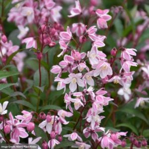 Deutzia – Yuki Cherry Blossom® – #2 Container