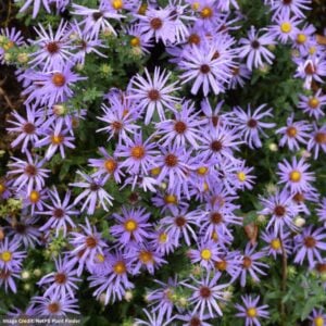 Aster – Raydon’s Favorite – #2 Container