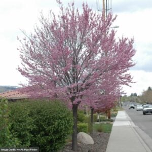 Redbud – Eastern – #3 Container