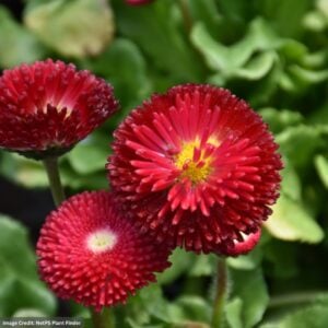 English Daisy (Bellis) – Belissima™ Red – #1 Container