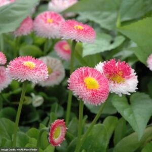 English Daisy (Bellis) – Belissima™ Rose – #1 Container
