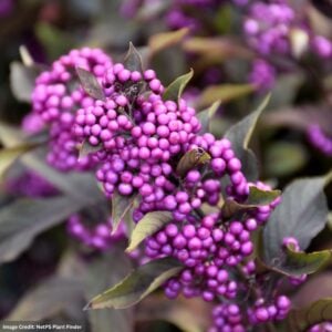 Beautyberry – Pearl Glam® – 8″ Container