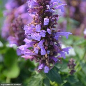 Hyssop (Agastache) – Poquito™ Dark Blue – #1 Container