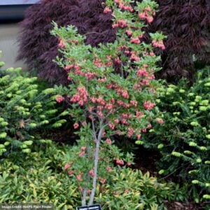 Enkianthus – Showy Lantern – #2 Container