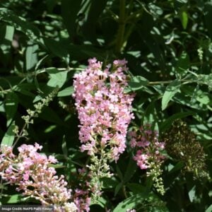 Butterfly Bush – Pink Cascade – #3 Container
