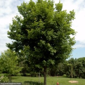 Sugar Maple – #3 Container