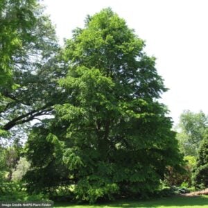 Katsura Tree – #3 Container