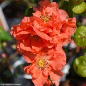 Quince – Flowering Double Take® Peach – #2 Container