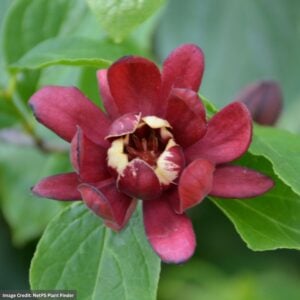 Sweetshrub – Simply Sensational® – 8″ Container