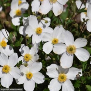 Anemone – Wild Swan™ – #1 Container
