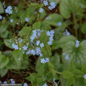 Bugloss (Brunnera Macrophylla) – Alexander’s Great – #1 Container