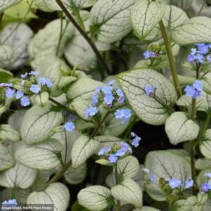 Bugloss (Brunnera Macrophylla) – Alexandria – #1 Container