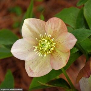 Hellebore – Honeymoon® Tropical Sunset – #1 Container