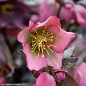 Hellebore – Frostkiss® Dorothy Dawn – 8″ Container