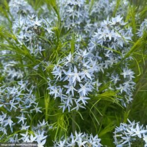 Blue Star (Amsonia) – String Theory – #1 Container