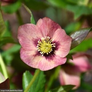 Hellebore – Honeymoon® Sandy Shores – #1 Container