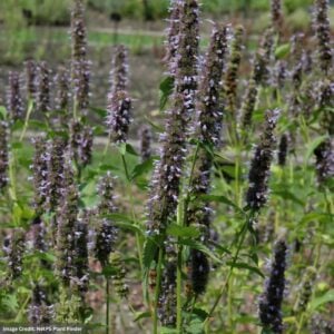 Hyssop (Agastache) – Black Adder – #1 Container