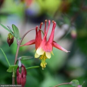 Columbine (Aquilegia Canadensis) – Wild Red – #1 Container