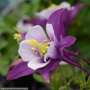 Columbine (Aquilegia) – Earlybird™ Purple & White – #1 Container