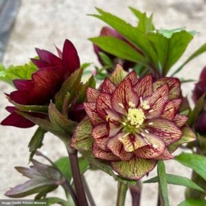 Hellebore – Wedding Party® Childhood Sweetheart – #1 Container
