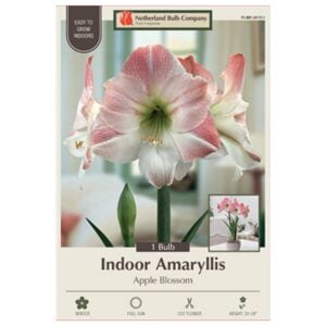 Indoor Amaryllis - Apple Blossom - 1 Pack