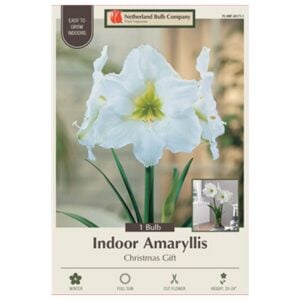 Indoor Amaryllis - Christmas Gift - 1 Pack