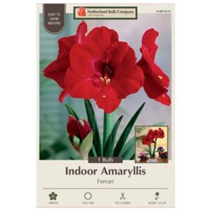 Indoor Amaryllis - Ferrari - 1 Pack