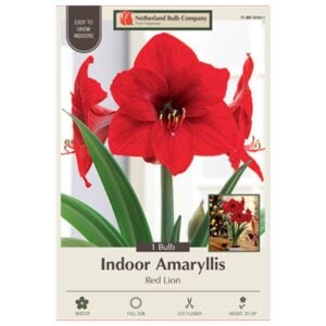 Indoor Amaryllis - Red Lion - 1 Pack
