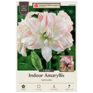 Indoor Amaryllis - Aphrodite - 1 Pack