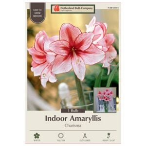 Indoor Amaryllis - Charisma - 1 Pack