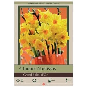 Indoor Paperwhite - Grand Soleil Dor - 4 Pack