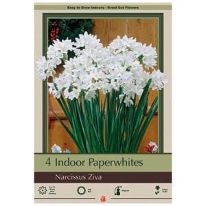 Indoor Paperwhite - Ziva - 4 Pack