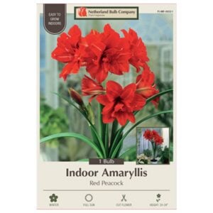 Indoor Amaryllis - Red Peacock - 1 Pack