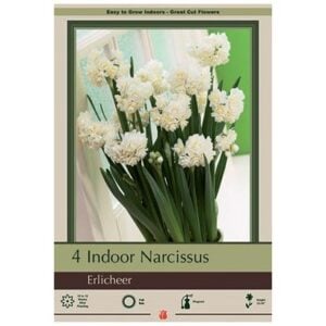 Indoor Paperwhite - Erlicheer - 4 Pack