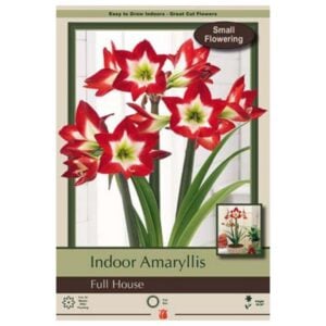 Indoor Amaryllis - Full House - 1 Pack