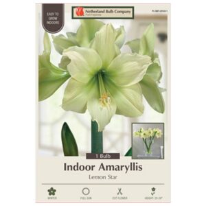 Indoor Amaryllis - Lemon Star - 1 Pack