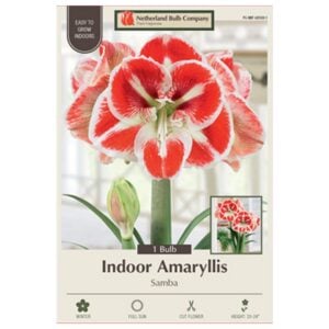 Indoor Amaryllis - Samba - 1 Pack