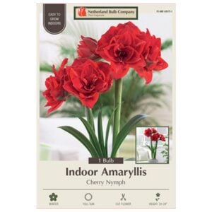 Indoor Amaryllis - Cherry Nymph - 1 Pack