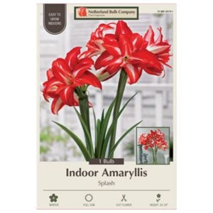 Indoor Amaryllis - Splash - 1 Pack