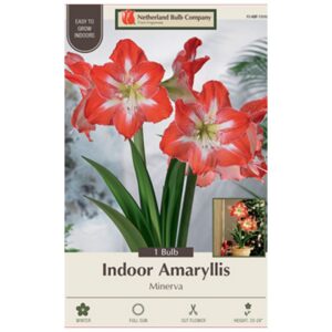 Indoor Amaryllis - Minerva - 1 Pack