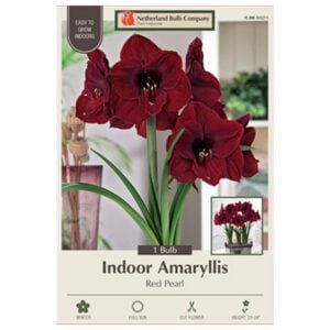 Indoor Amaryllis - Red Pearl - 1 Pack