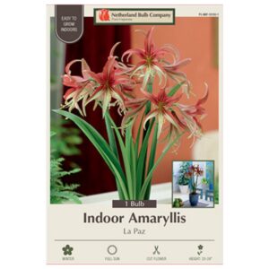 Indoor Amaryllis - La Paz - 1 Pack