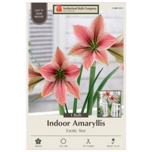 Indoor Amaryllis - Exotic Star - 1 Pack