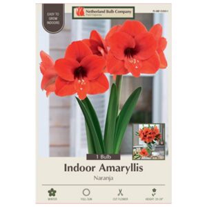 Indoor Amaryllis - Naranja - 1 Pack