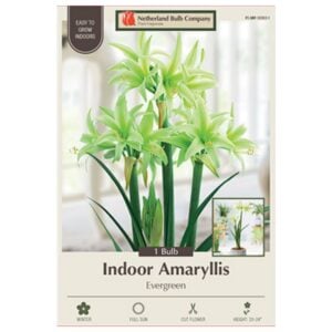 Indoor Amaryllis - Evergreen - 1 Pack