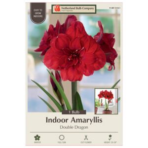 Indoor Amaryllis - Double Dragon - 1 Pack